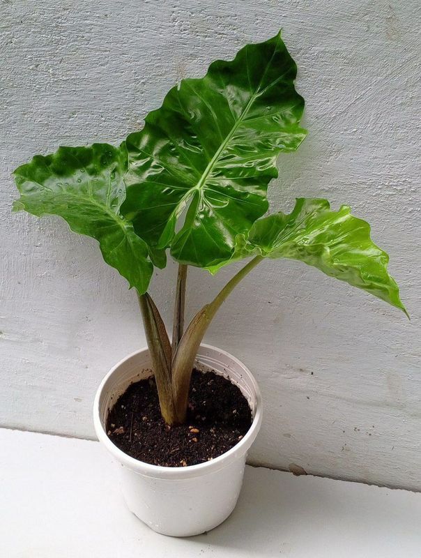Алоказия Лоу Райдер (Alocasia Low Rider). Экзотические цветы для дома.