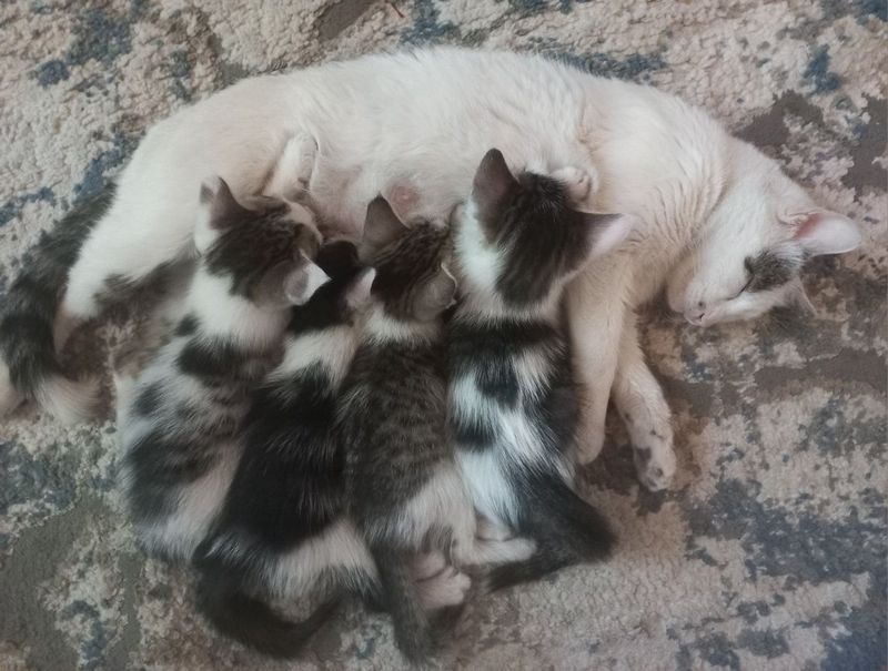 Котята с матерью отдам даром. Мушукчалар онаси билан берилади Котята с матерью отдам даром. Мушукчалар онаси билан берилади