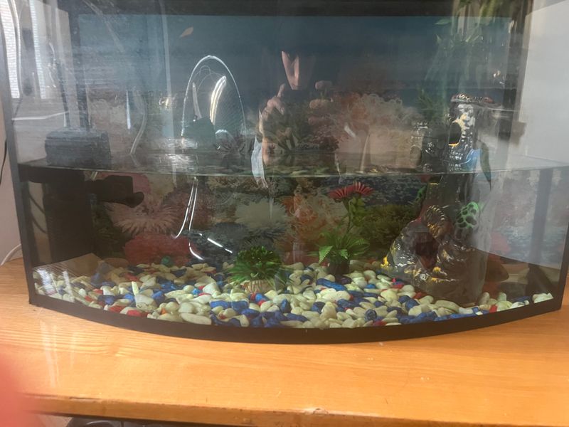 Akvariyum