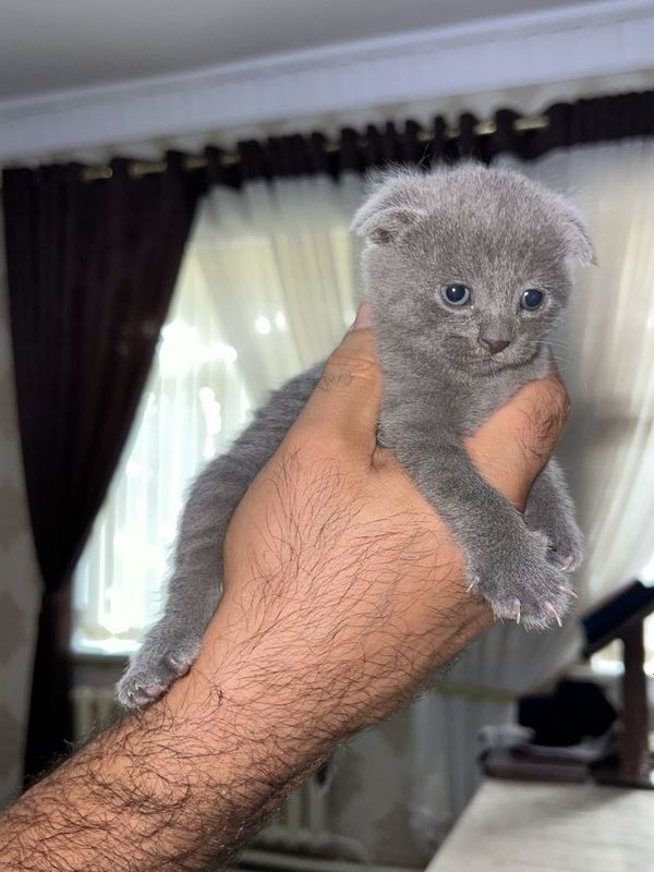 Продаются британские котята (scottish fold)