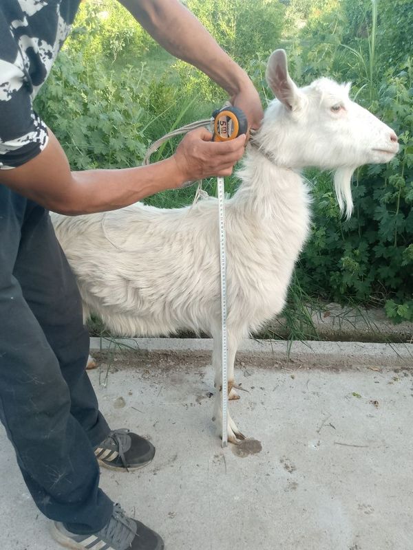 Echki sotiladi yosh xali tugmagan Echki sotiladi yosh xali tugmagan