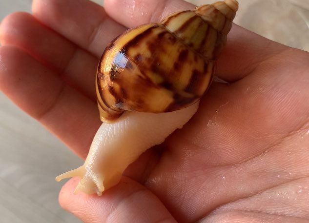 Ulitka Ahatina 🐌🇺🇿 Ulitka Ahatina 🐌🇺🇿