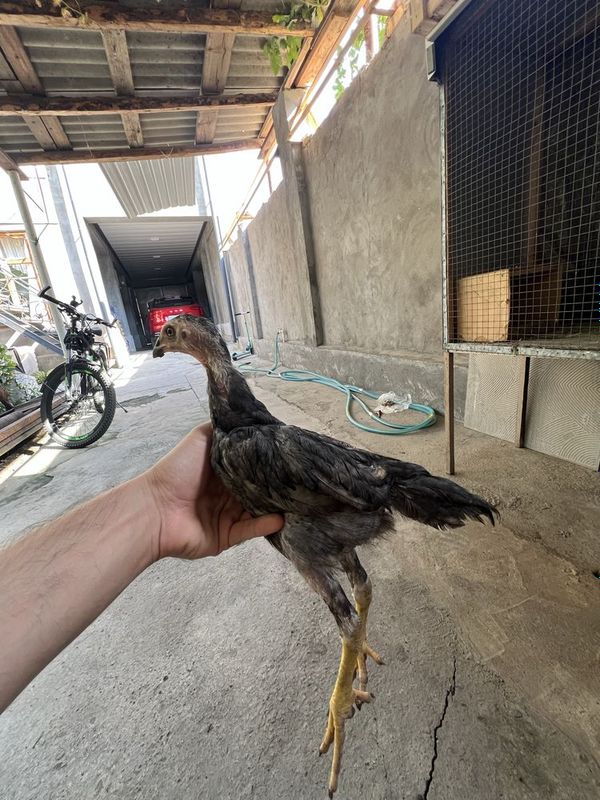 Dakan jojalar sotiladi 8 ta dona