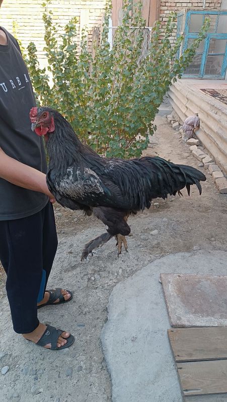 Hoʻroz 1 yarim yoshda Hoʻroz 1 yarim yoshda