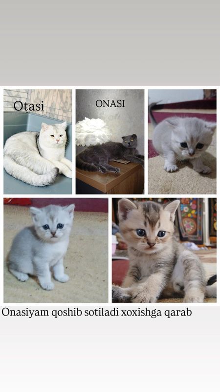 Mushuk sotiadi zotli Mushuk sotiadi zotli
