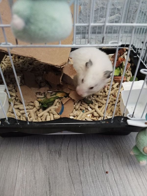 Хомяк ручной не кусачий добрый