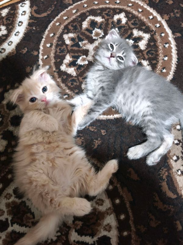 котята
порода скотиш фолд висло ухие
и страйт! котята
порода скотиш фолд висло ухие
и страйт!