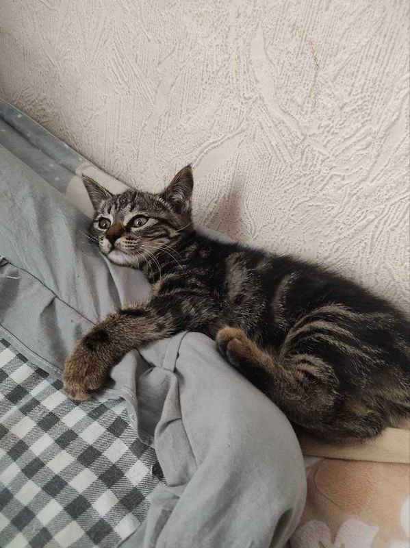 Продаю хороших котят Продаю хороших котят