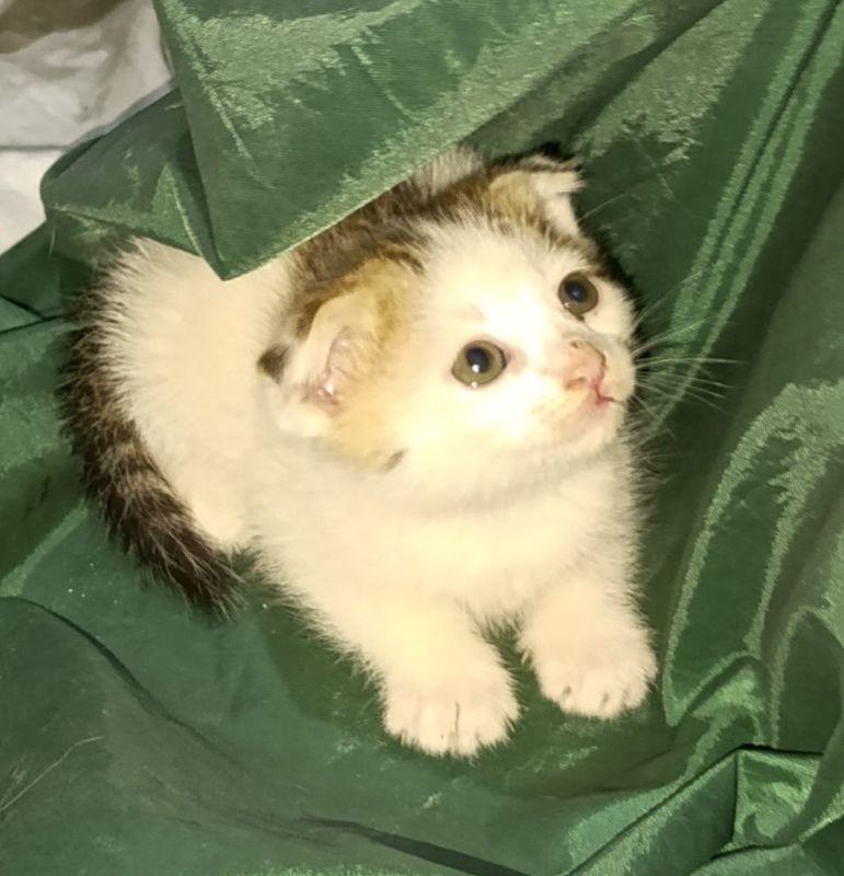 Скотиш фолд котенок Скотиш фолд котенок