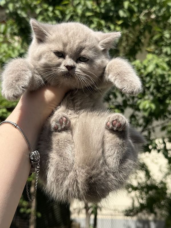 Британские котята Британские котята