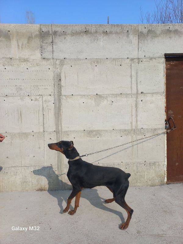 Farĝona yormozorda Doberman kuchuk sotiladi Farĝona yormozorda Doberman kuchuk sotiladi