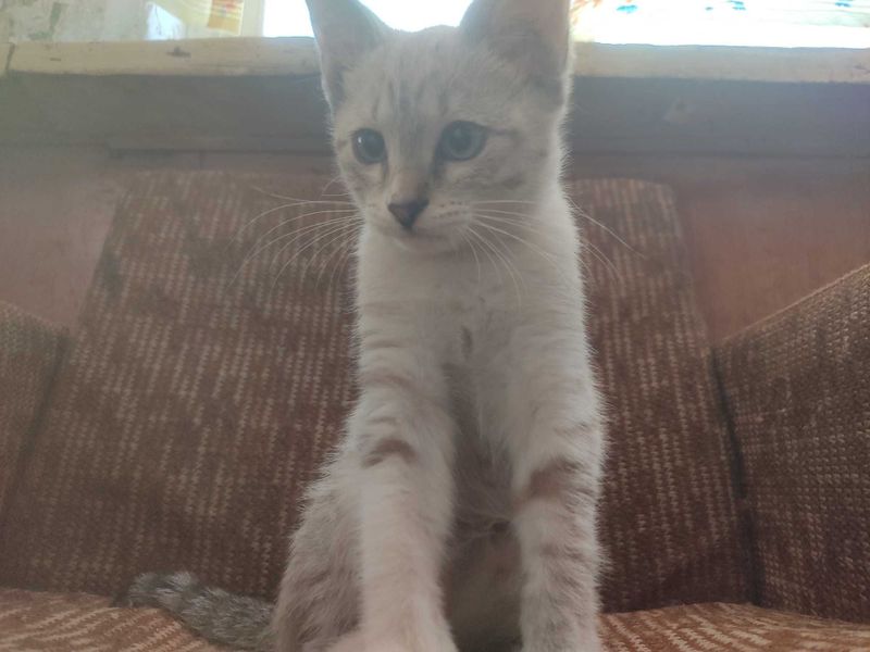 Котёнка в хорошие руки Котёнка в хорошие руки