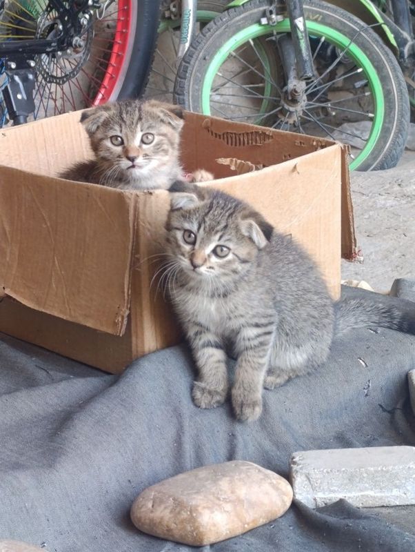 Котята девочки игривые