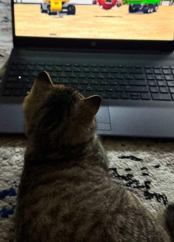 Хороший котёнок. Хороший котёнок.