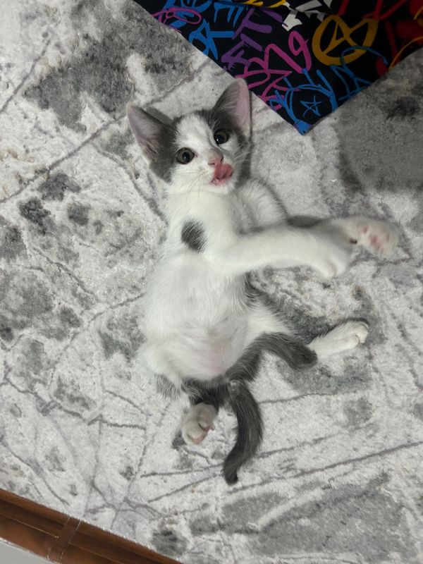 котенок 2.5 месяца котенок 2.5 месяца