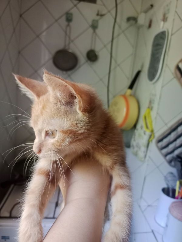 Котенок отдадим в добрые руки. Котенок отдадим в добрые руки.