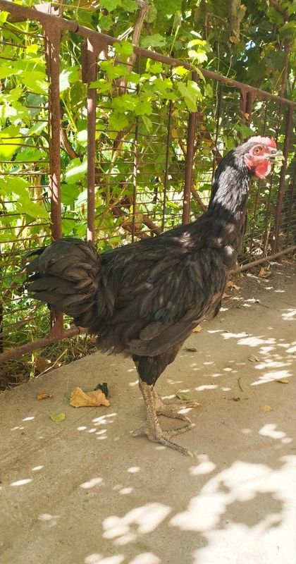 Gigant Qora Shahzoda sotiladi Gigant Qora Shahzoda sotiladi