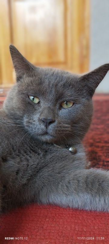 Zotli Mushuk Chartreux