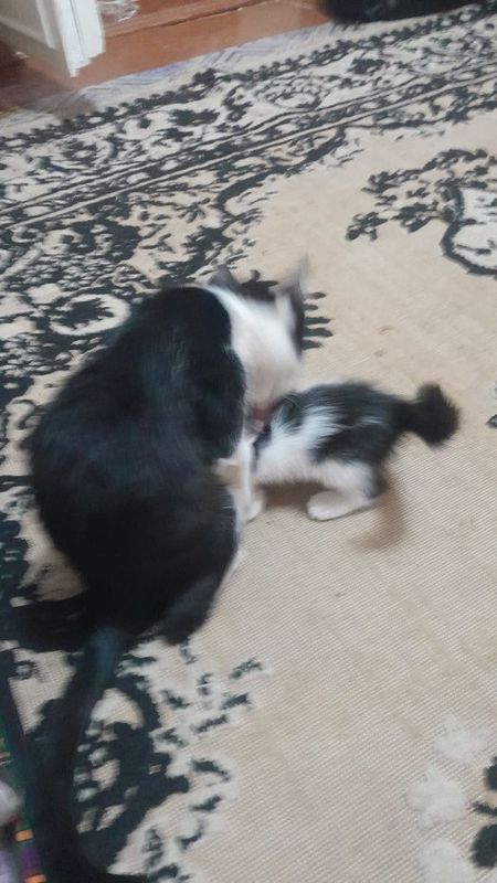 Mushuklar bor 5ta Mushuklar bor 5ta