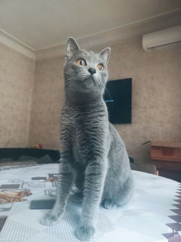 Кошка! Бесплатно. Шотландская голубая. Отдадим в добрые руки. Кошка! Бесплатно. Шотландская голубая. Отдадим в добрые руки.
