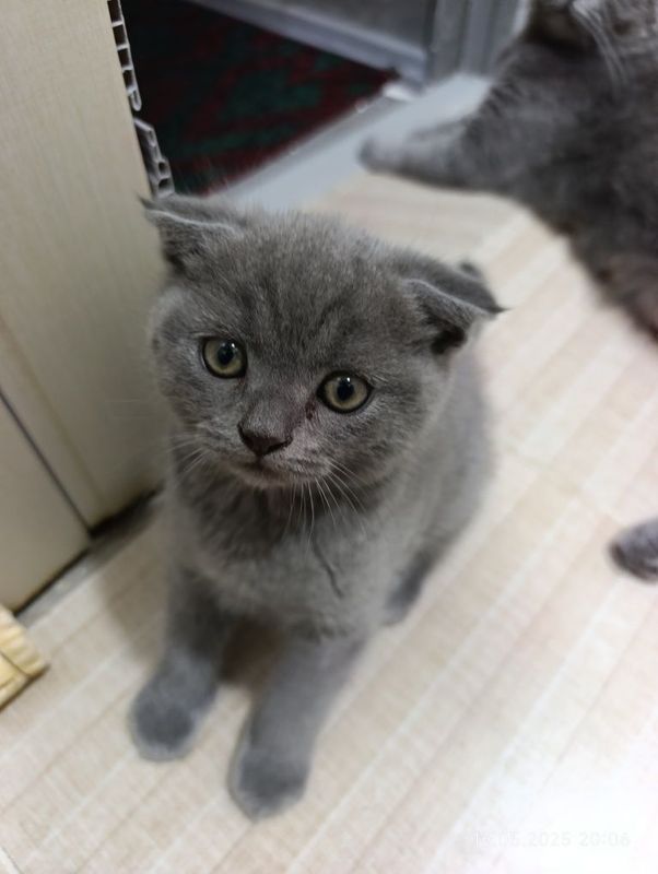 Срочно продаются котята Срочно продаются котята