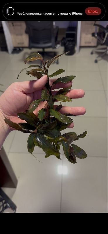 Буцефаландра куст