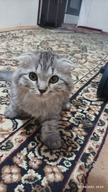 Кот Скотиш Фолд, Scottish Fold