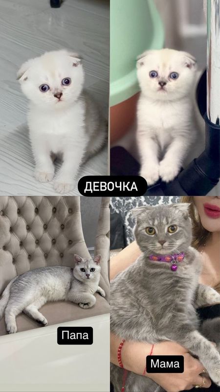 Продается скотиш фолд шиншила девочка 100$ Продается скотиш фолд шиншила девочка 100$