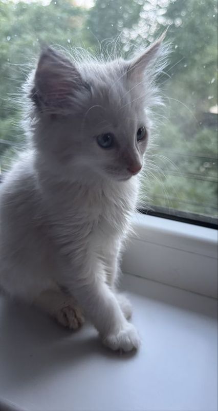 Сиамский котенок, девочка, 2,5 месяца, приученная, добрая, игривая