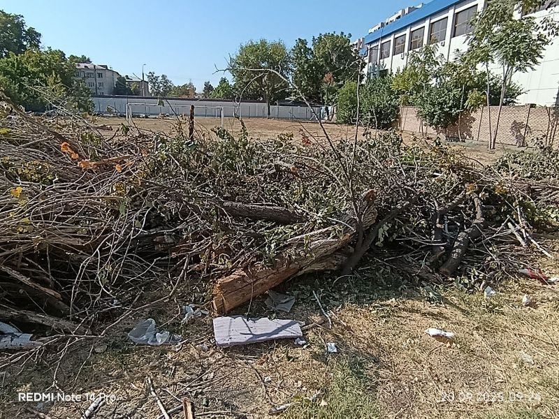Ўтин дарахт шохлари Ўтин дарахт шохлари