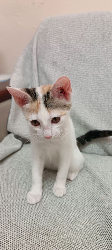 котенок (девочка) котенок (девочка)