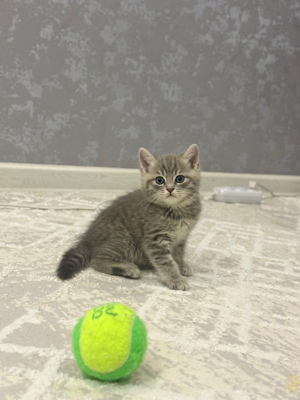 продаётся котёнок