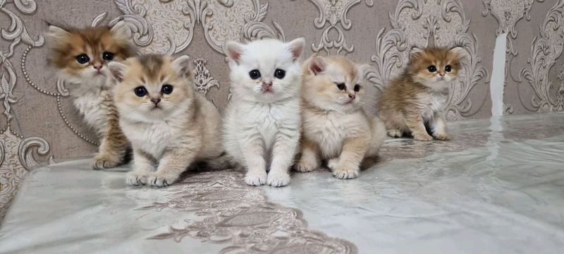 Toza zotli mushukchalar Toza zotli mushukchalar