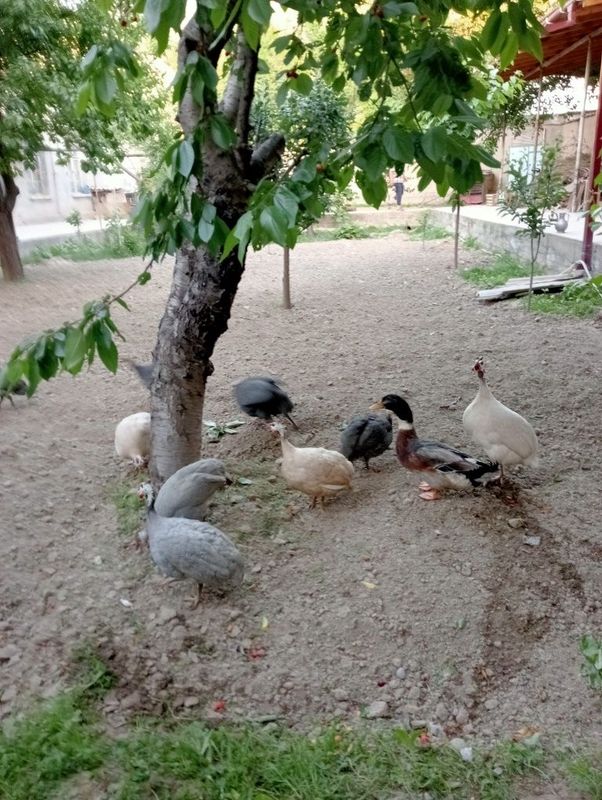 O'rdak va sesarkalar sotiladi O'rdak va sesarkalar sotiladi
