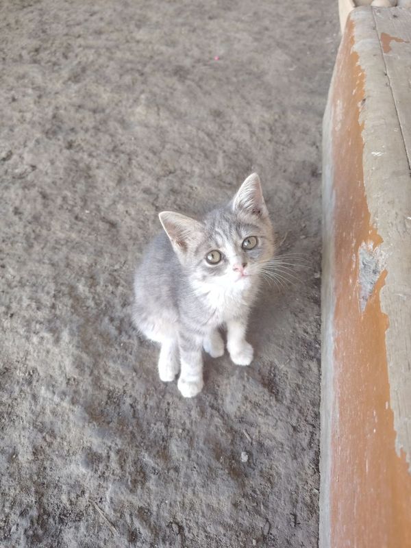 mushukchalar sotiladi mushukchalar sotiladi