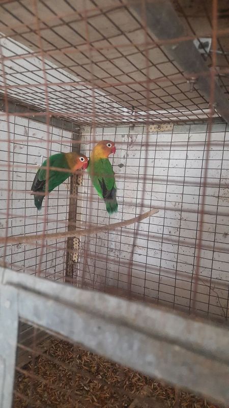 Попугаи неразлучники Попугаи неразлучники