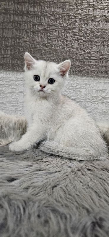 Продаются котята серебристой окраски. Продаются котята серебристой окраски.