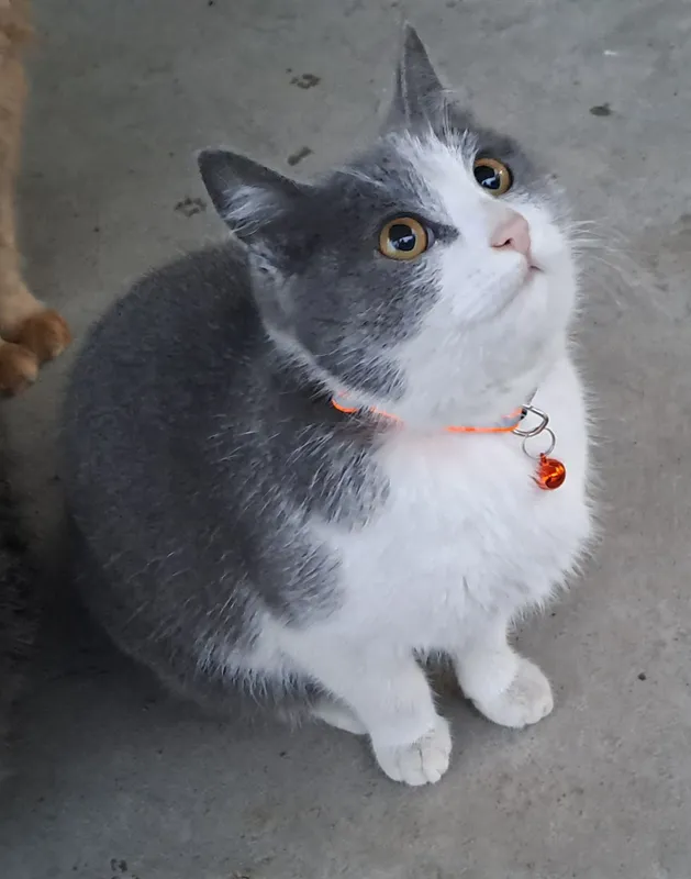 британская короткошерстная 1,5 года