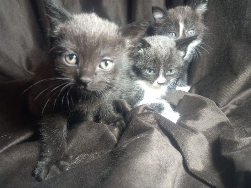 Продаются котёнок