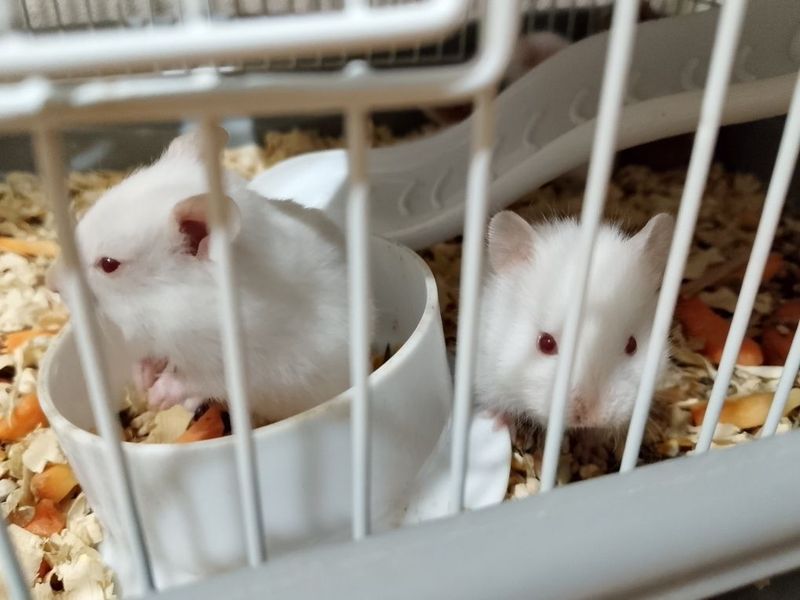 Продам хомяки 10 штук маленьких мать и отец Продам хомяки 10 штук маленьких мать и отец