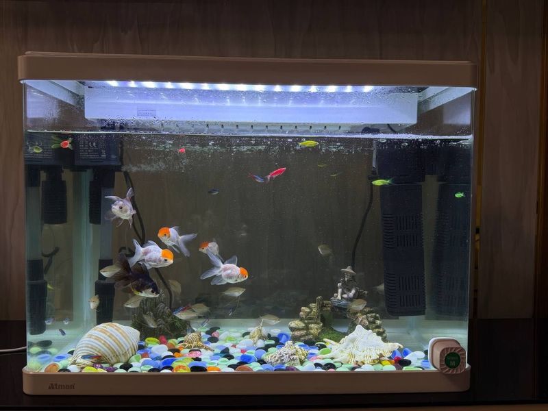 Akvarium baliqlari bilan arzon narxda Akvarium baliqlari bilan arzon narxda