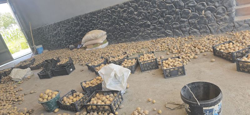 Kartoshka chorva uchun 1 tonadan kopro bor8 Kartoshka chorva uchun 1 tonadan kopro bor8