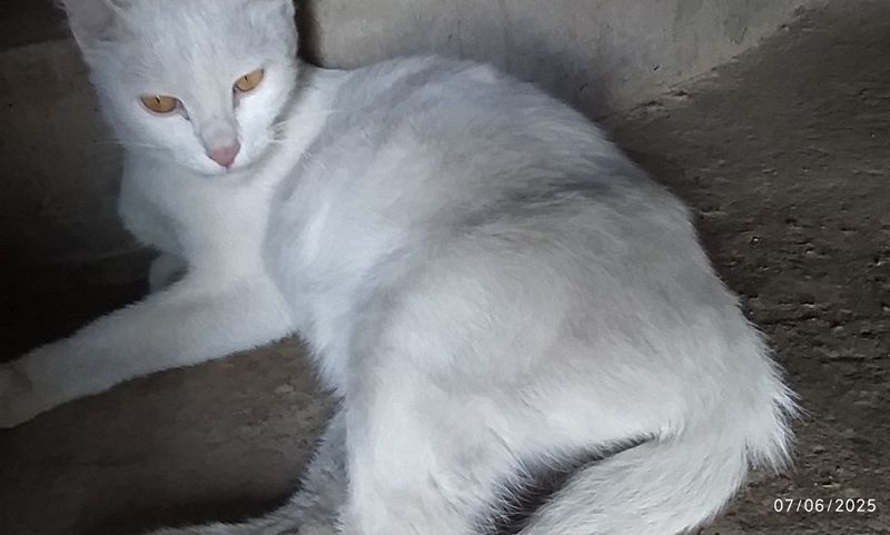 Tekinga bervoraman Tekinga bervoraman