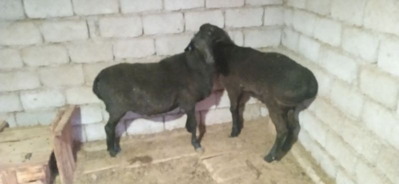 Ramaniv zotli qochqor sotiladi Ramaniv zotli qochqor sotiladi
