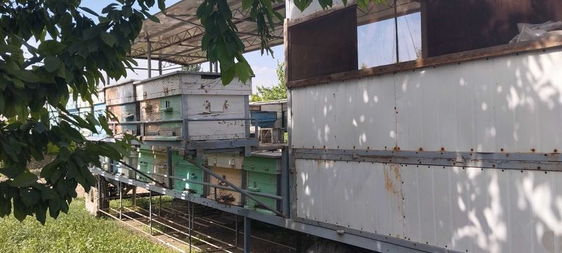 Прицеп с пчелами Прицеп с пчелами