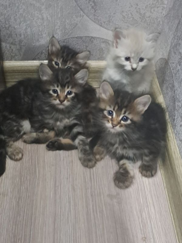 Котята бенгалы мраморы