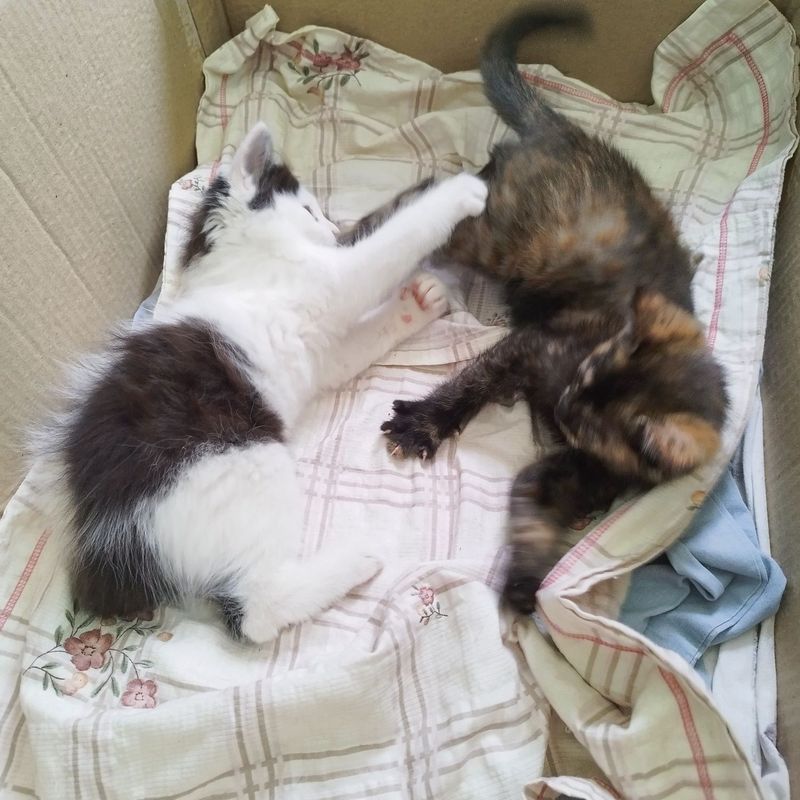 Котята (mushukchalar) Котята (mushukchalar)