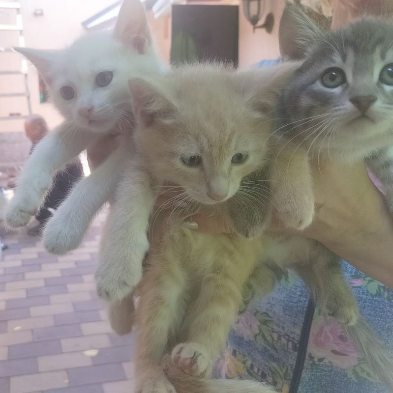 Angora muwuklari Angora muwuklari