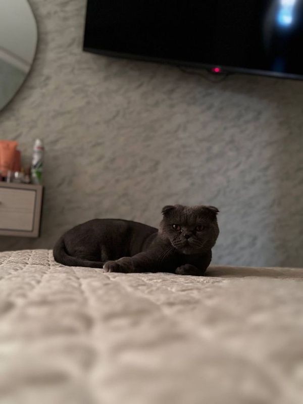 Кошки вислоухий Кошки вислоухий