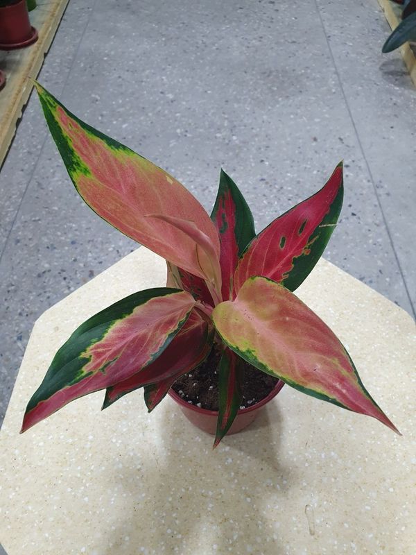 Aglaonema аглаонема Aglaonema аглаонема